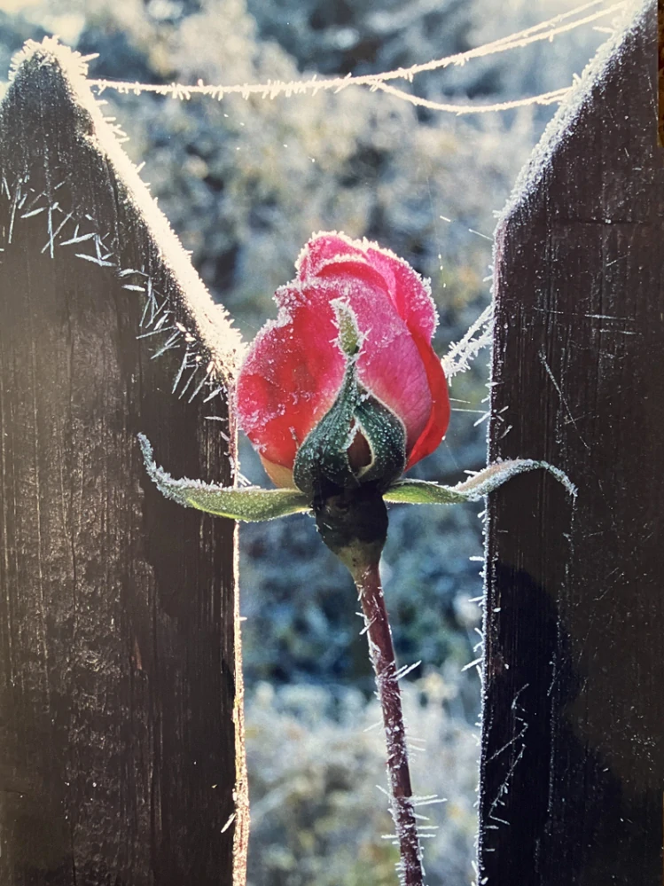 Vzorek | UNE FOLIE DE ROSE