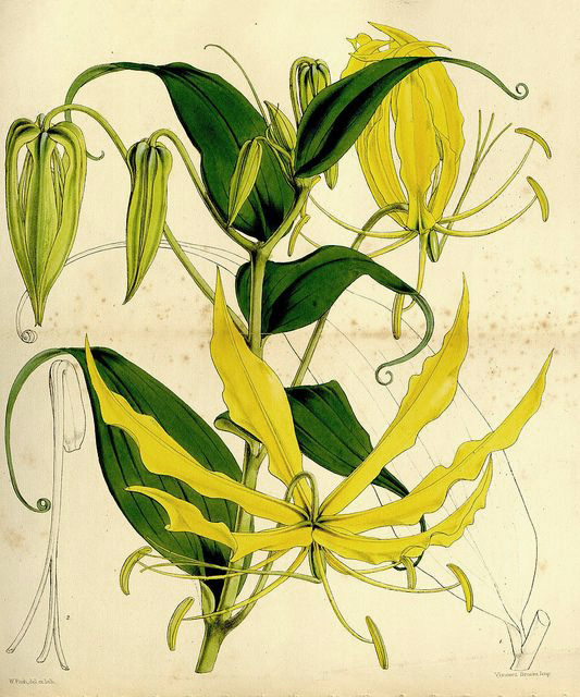 Květová voda Ylang Ylang