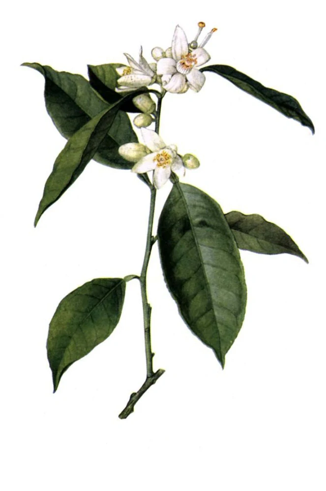 Květová voda Neroli 