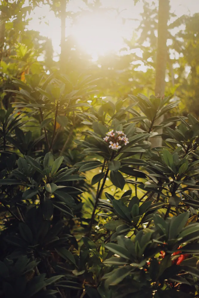 Květová voda Frangipani