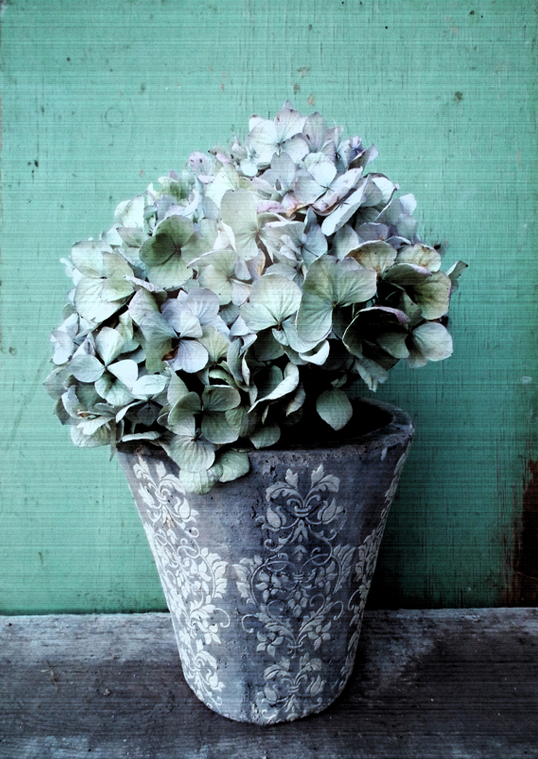 Nostalgické hortenzie