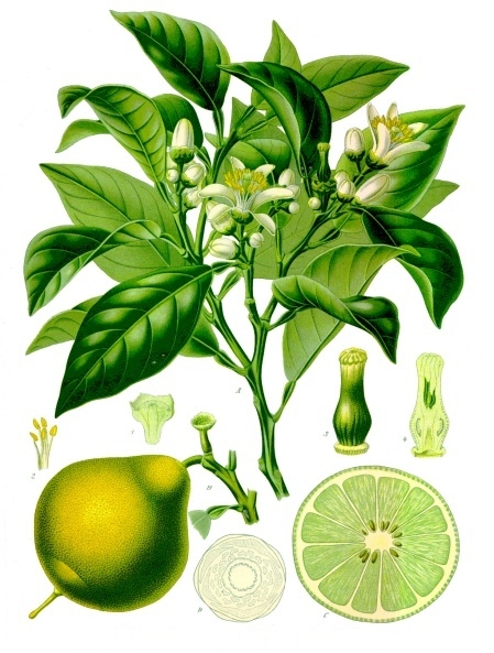 Květová voda Bergamot