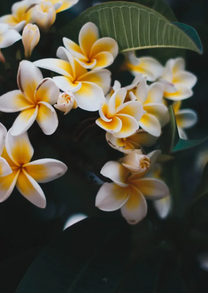 Květová voda Frangipani