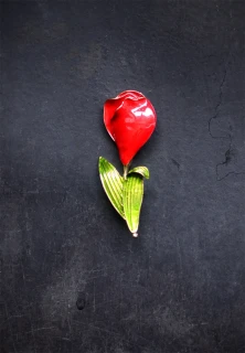 Velký tulipán